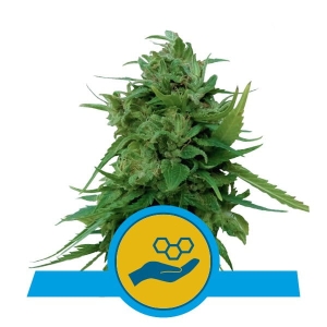 Solomatic CBD Hanfsamen