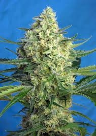Jack 47 XL Auto Hanfsamen