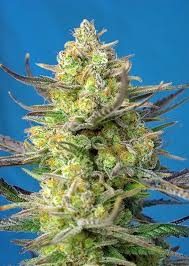 Sweet Cheese XL Auto Hanfsamen