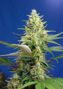 Sweet Pure CBD auto Hanfsamen