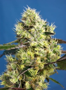 Sweet Gelato Auto Hanfsamen