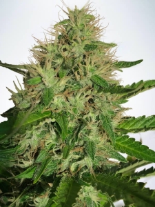 Cannabis Light Hanfsamen