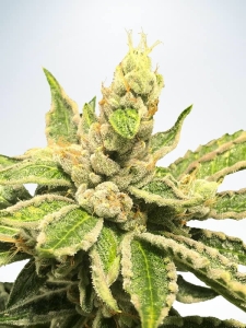 Mamacita's Cookies Hanfsamen