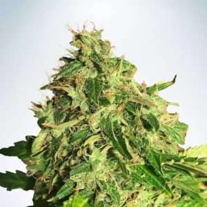 Auto Cannabis Light Hanfsamen
