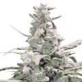 Royal Creamatic Auto