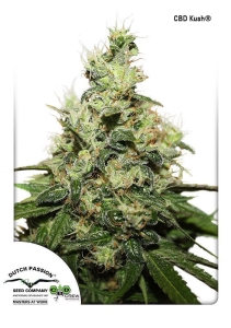 CBD Kush Hanfsamen