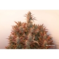 Auto Banana Blaze