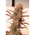 Auto Banana Blaze