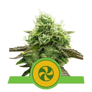 Sweet ZZ Auto Hanfsamen