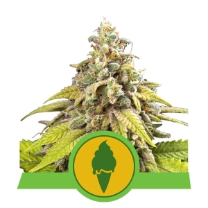 Green Gelato Auto Hanfsamen