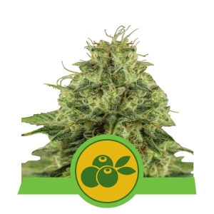 Haze Berry Auto Hanfsamen