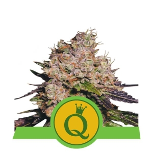 Purple Queen Auto Hanfsamen