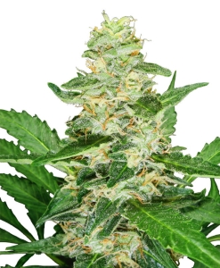 Super Skunk Auto Hanfsamen