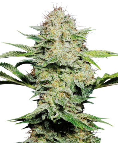 Sensi Skunk Automatic