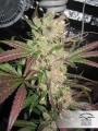 Master Kush (MasterKush)