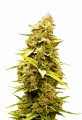 Banana Sherbet