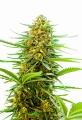 Banana Punch auto