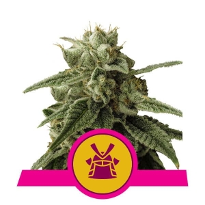 Shogun  Hanfsamen