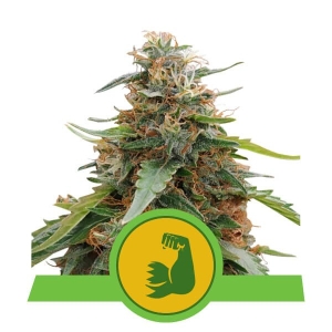 HulkBerry Auto Hanfsamen