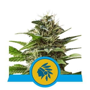 Tatanka Pure CBD Hanfsamen