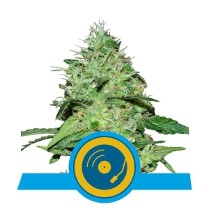 Joanne's CBD Hanfsamen