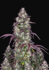 Lemon Pie Auto Hanfsamen