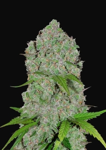 Orange Sherbet Auto Hanfsamen