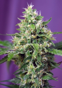 Sweet Amnesia Haze XL Auto Hanfsamen