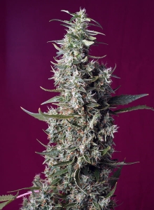 Sweet Cherry Pie Hanfsamen