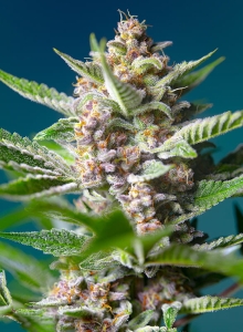 Purple Punch OG Hanfsamen
