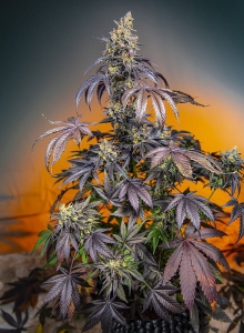 Red Gorilla Girl XL Auto Hanfsamen
