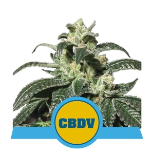 Royal CBDV Auto Hanfsamen