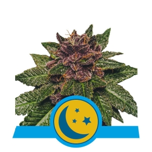 Purplematic CBD Auto Hanfsamen