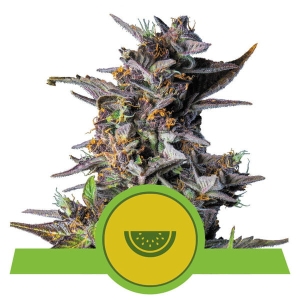Watermelon Auto Hanfsamen