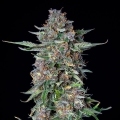 Do-si-dos auto