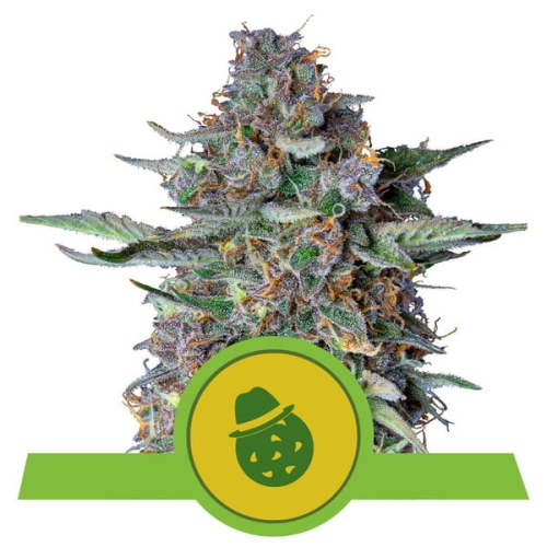 Do-si-dos auto