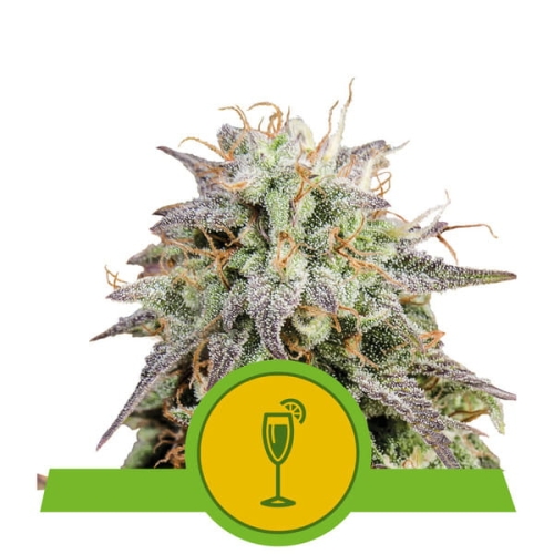 Mimosa Auto