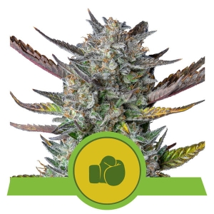 Purple Punch Auto Hanfsamen