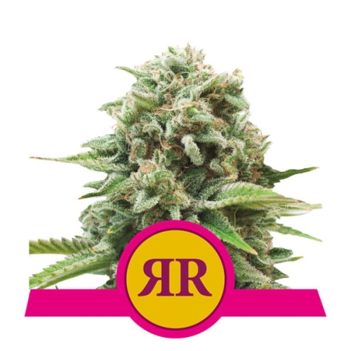 Royal Runtz 
