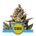 Royal CBG Auto