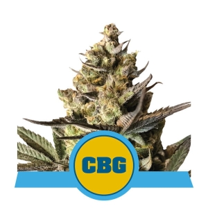 Royal CBG Auto Hanfsamen