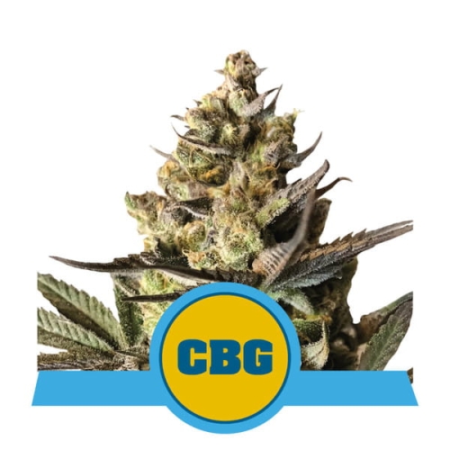 Royal CBG Auto
