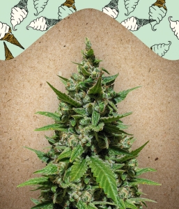 Auto Gelato Hanfsamen
