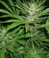 Auto Gelato