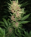 Auto Gelato