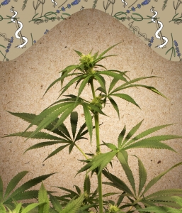 CBD Terra Italia Hanfsamen