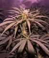 CBD Terra Italia