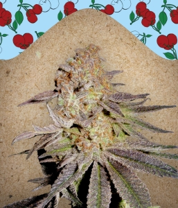 Cherry Pie Hanfsamen