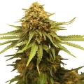 Critical