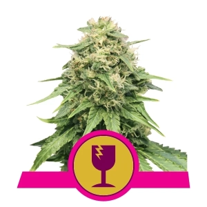 Critical Hanfsamen